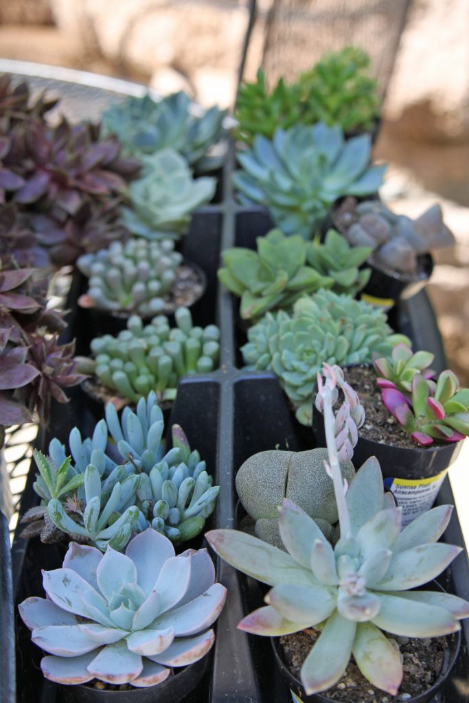 varieties of succulents for wreath