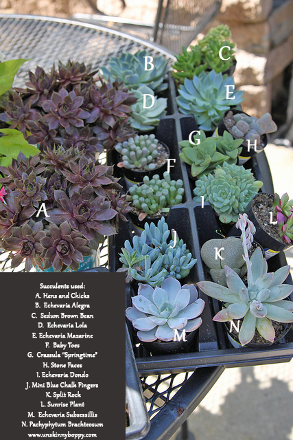 succulents varieties and names