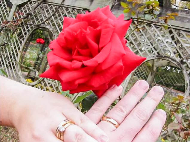 rose rings