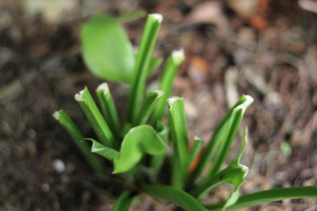 deer ate hosta