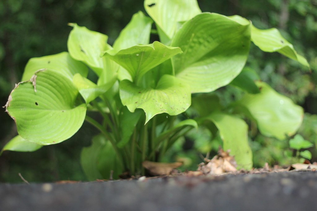 Sum and Substance Hosta