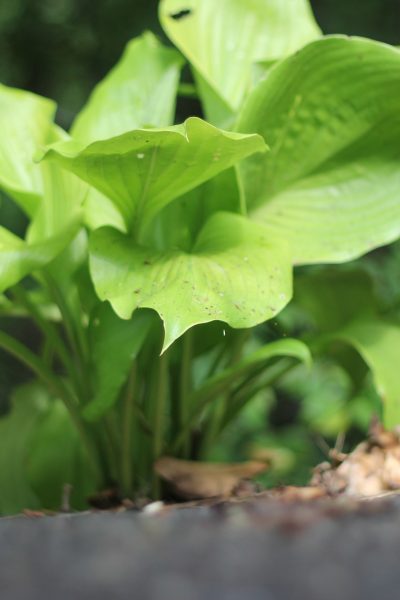 Sum and Substance Hosta
