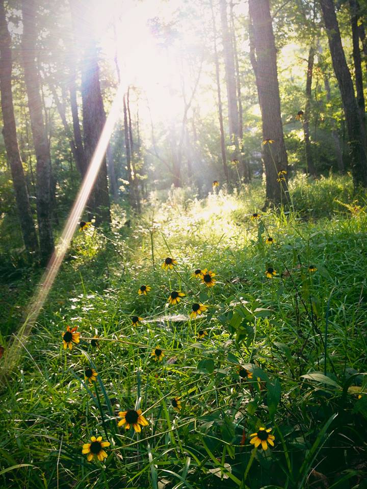 Wildflower summer in Alabama