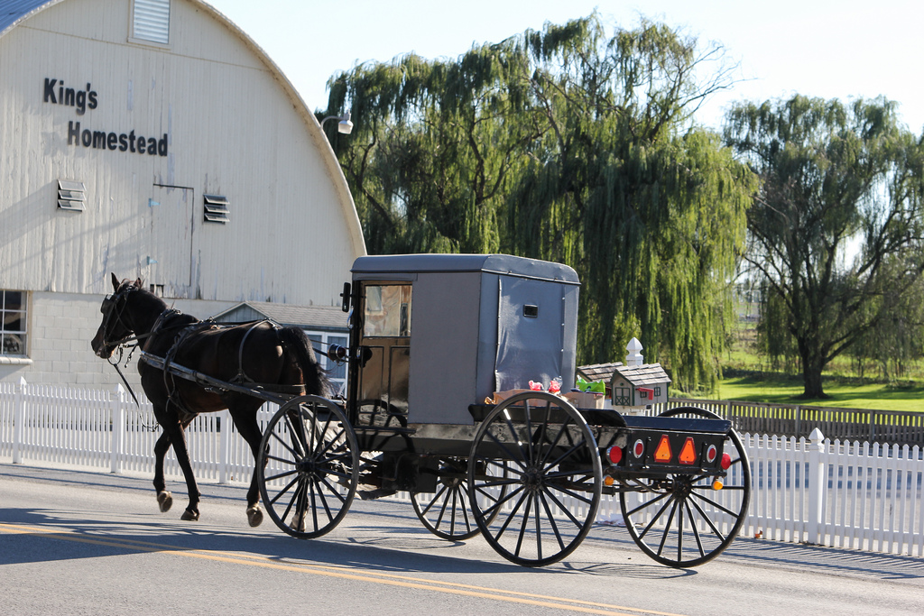 We saw this amish buggy on the road and fell in love at how cute it was!