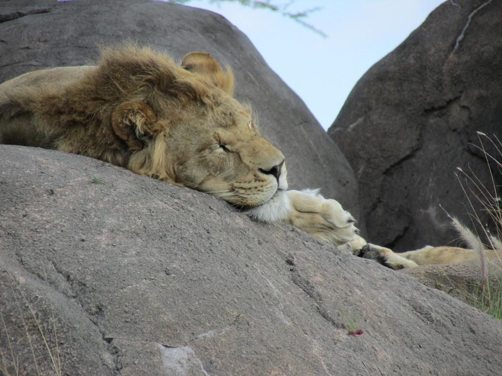 Safari at Animal Kingdom. The lions were out enjoying the sun and napping on rocks - my five-year-old loved seeing them up close!