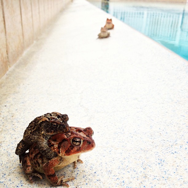 Roman Froggy bathhouse