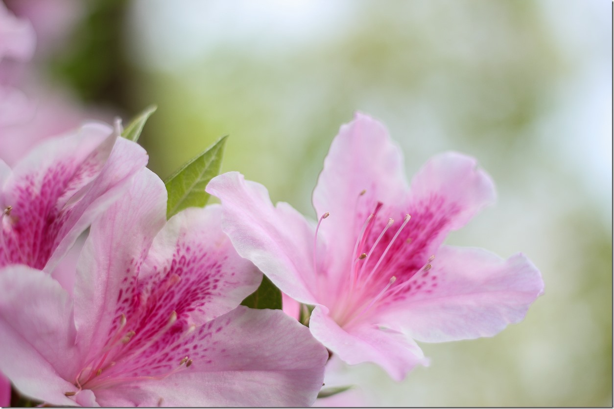 Azaleas in the South (1 of 10)