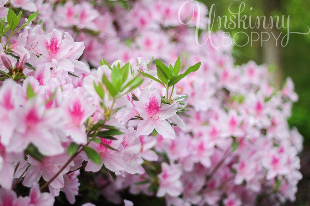 Pink Azaleas in full bloom