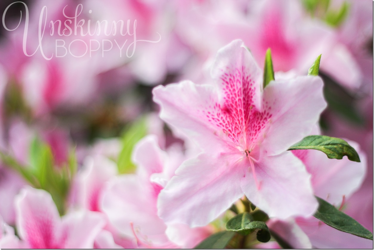 Azaleas in the South (5 of 10)