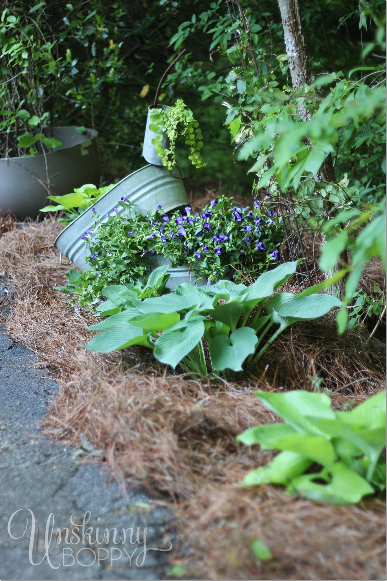 Hosta along driveway