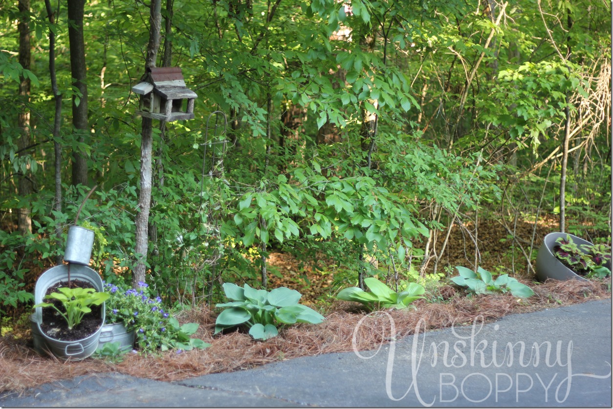 driveway lined with hosta