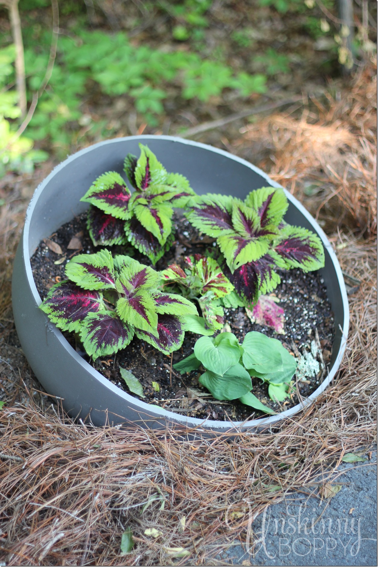 hosta in pool pump