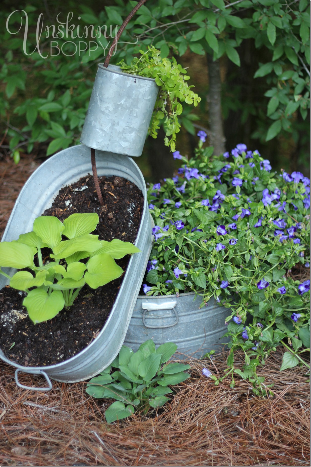 spilling planter with hosta and creeping jenny