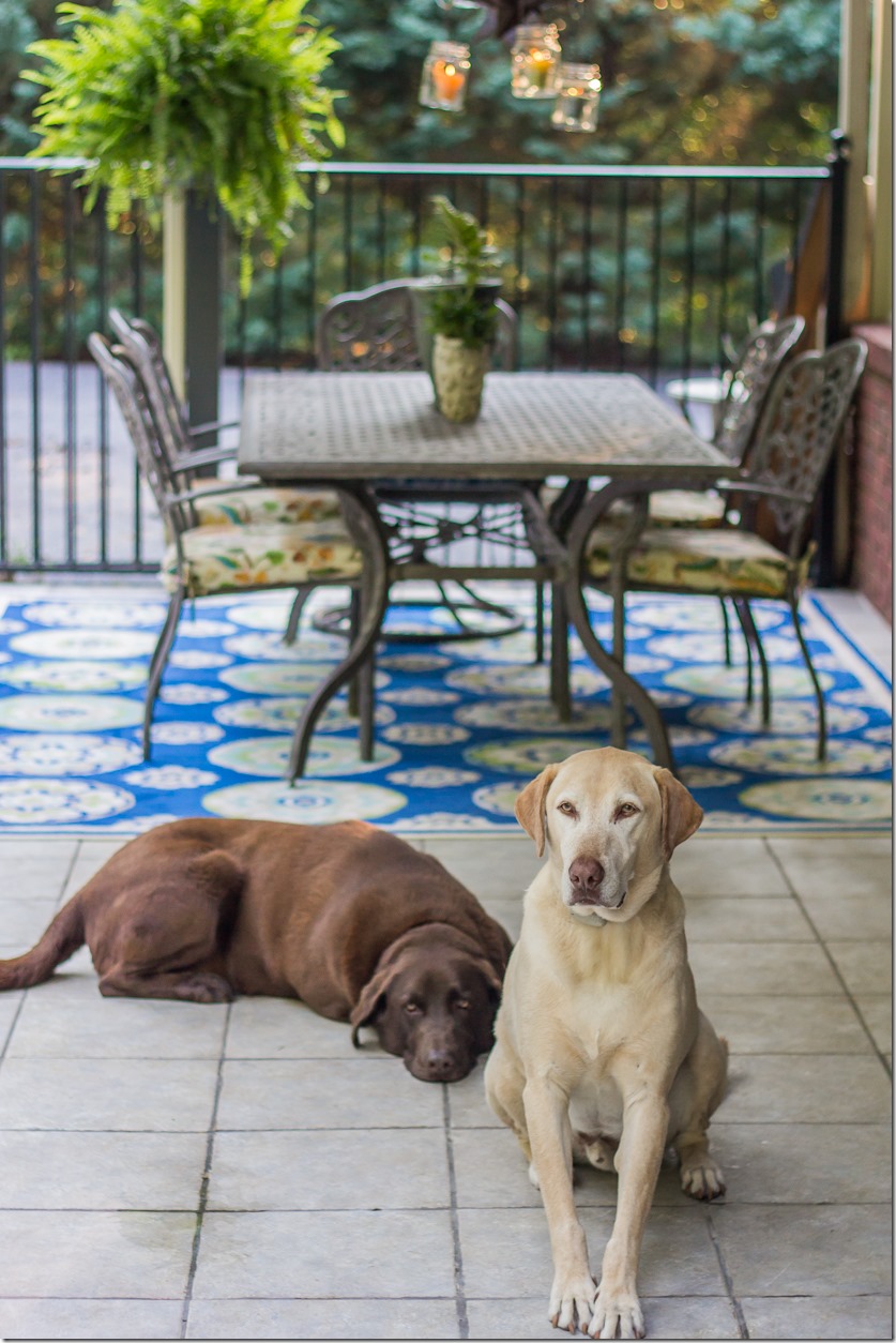 Labrador Retrievers by the pool 