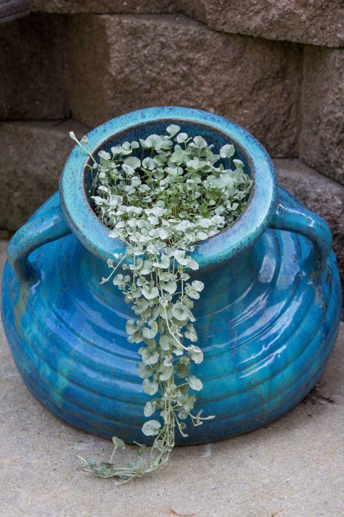 turquoise ceramic planter with a silvery Spiller plant 