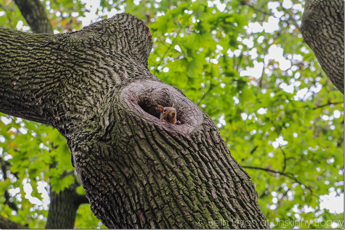 Squirrel poking head out of a tree