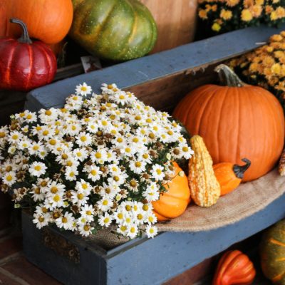 Old tool chest holds pumpkins and mums on the porch
