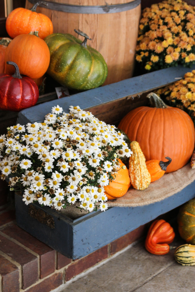 Old tool chest holds pumpkins and mums on the porch