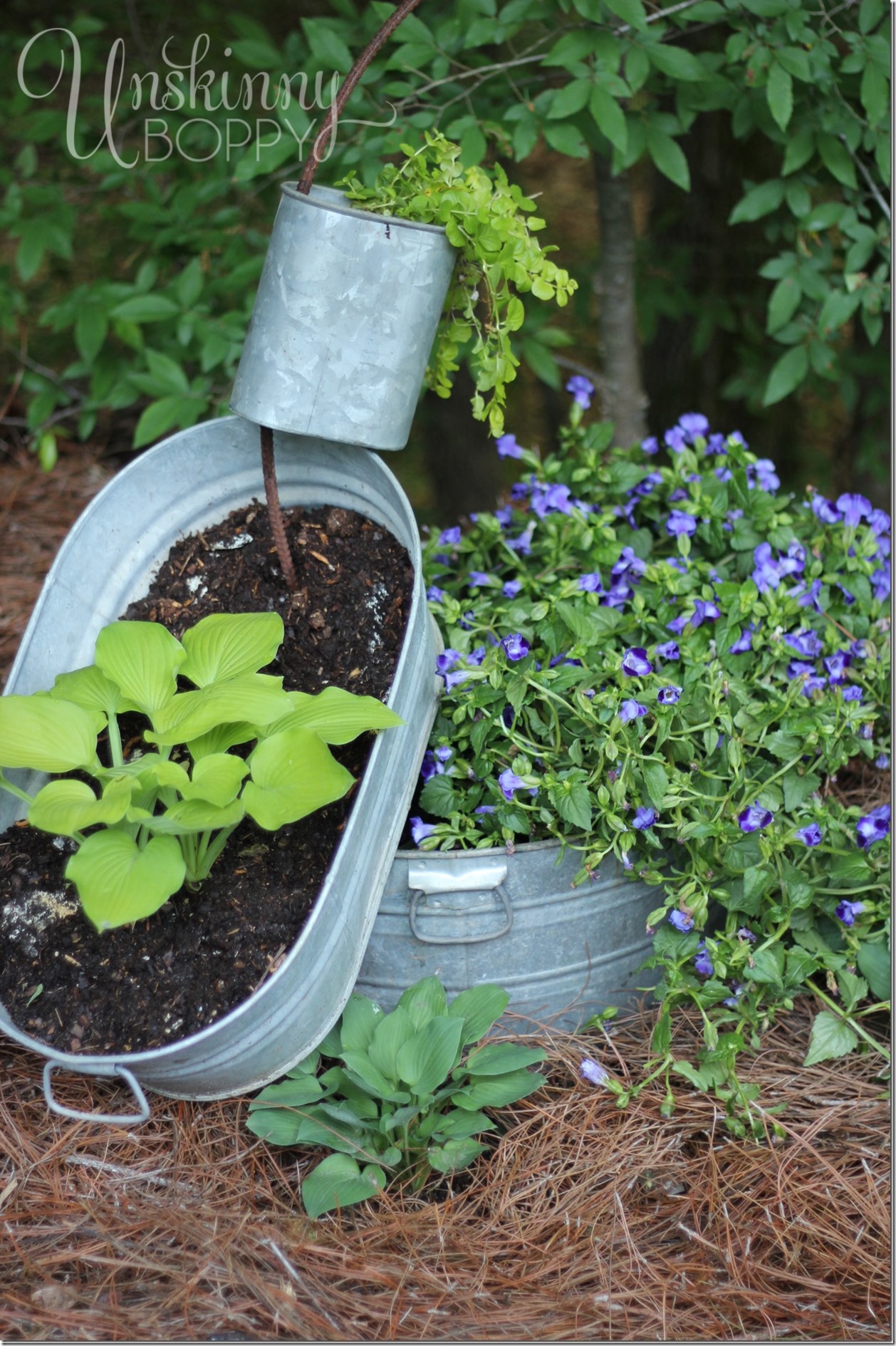 spilling-planter-with-hosta-and-creeping-jenny_thumb