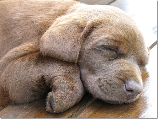 This little sleeping pup might be cute - but he's stinky! Get rid of that stinky dog smell instantly with no bath required so this cutie can continue his power nap.
