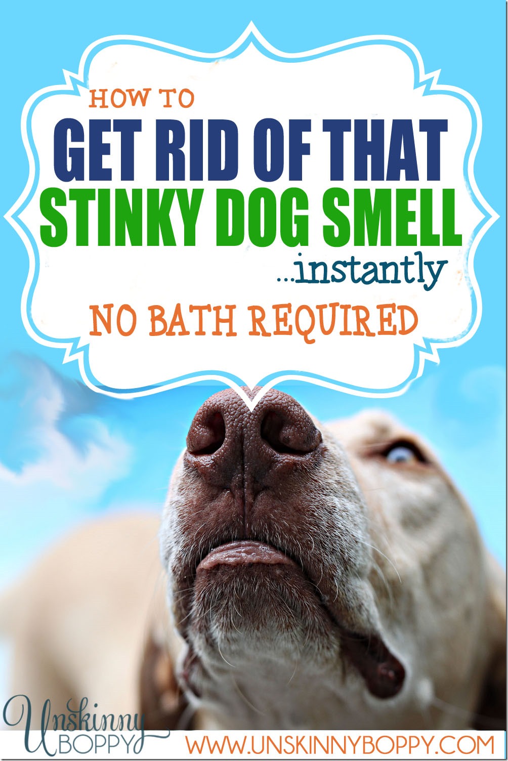 How to get rid of stinky dog smell - no bath necessary!