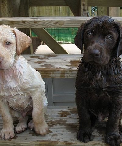 Puppies after a bath
