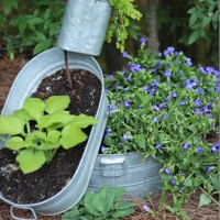 spilling-planter-with-hosta-and-creeping-jenny_thumb