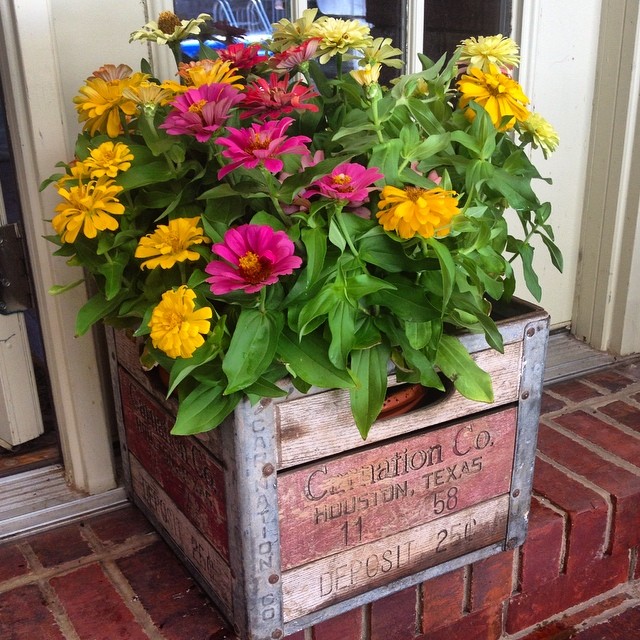 zinnias in a milk crate