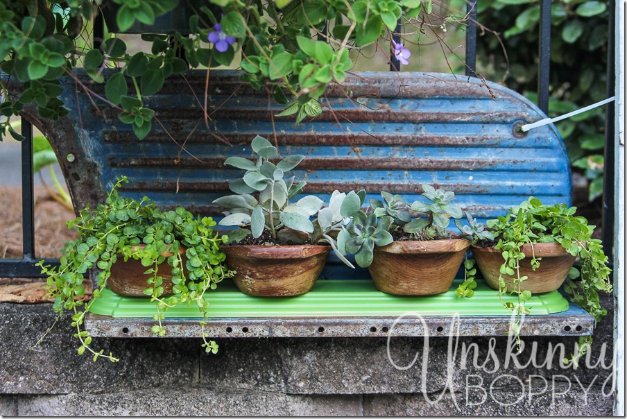 DIY wooden bowls planters with succulents and creeping jenny-4