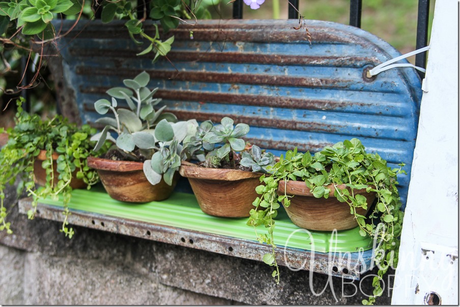 DIY wooden bowls planters with succulents and creeping jenny-5