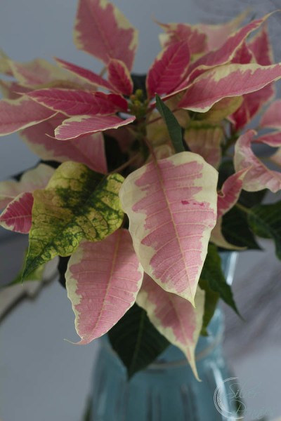 Pale-Pink-Poinsettia-400x600