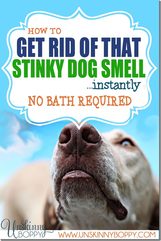 get rid of stinky dog smell