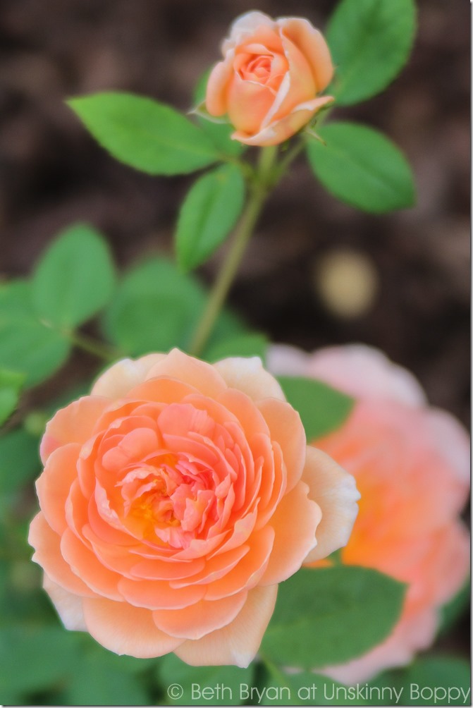 David Austin Roses-11