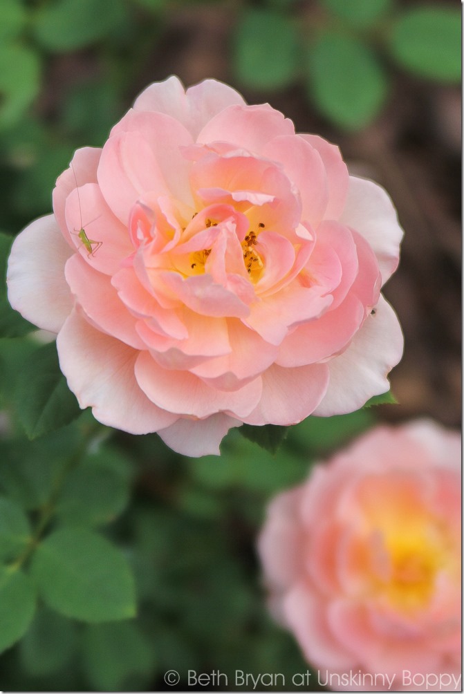 David Austin Roses-13