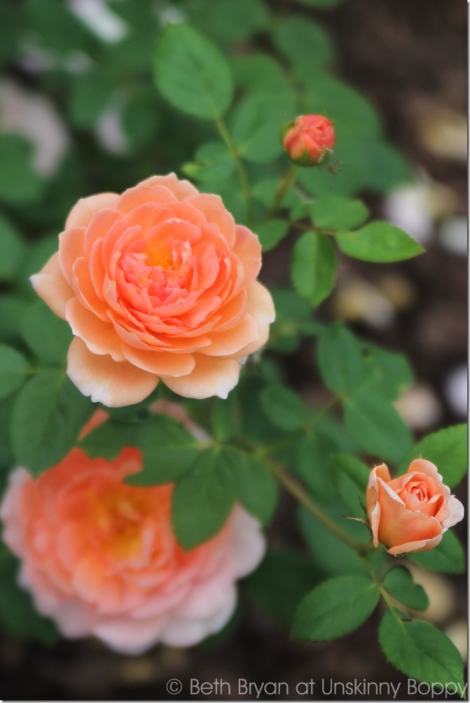 David Austin Roses-14