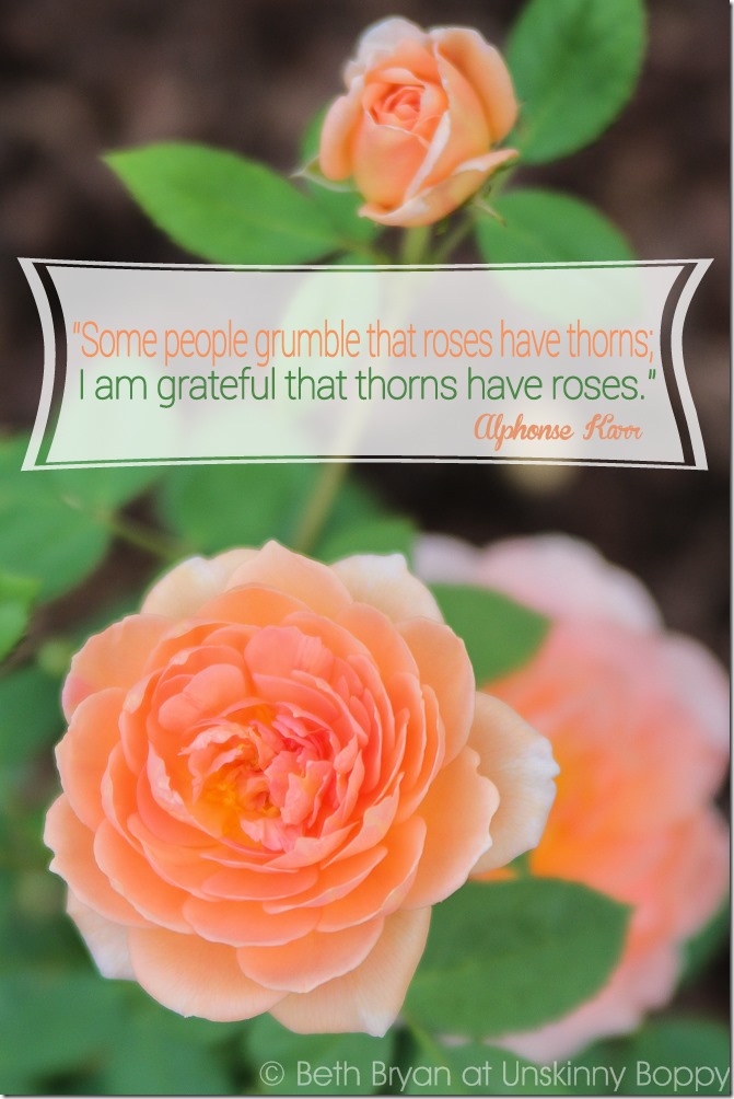 David Austin Roses quote