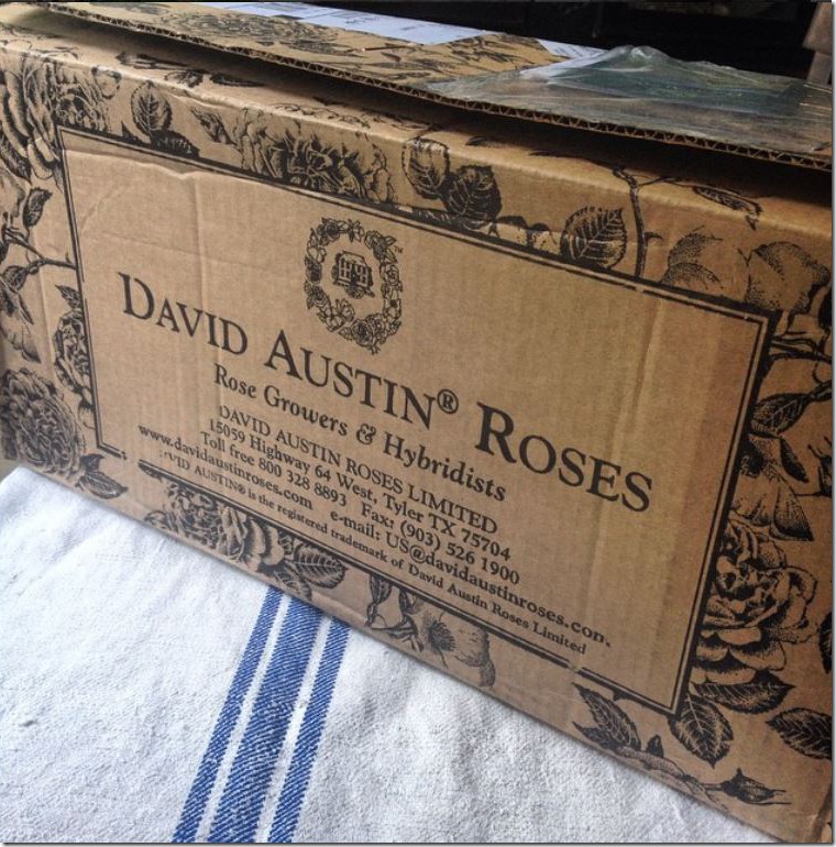 David Austin Roses