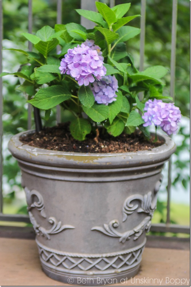 Pretty planters in the courtyard-11