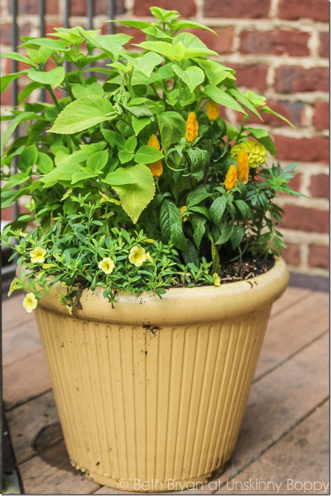 Pretty planters in the courtyard-12