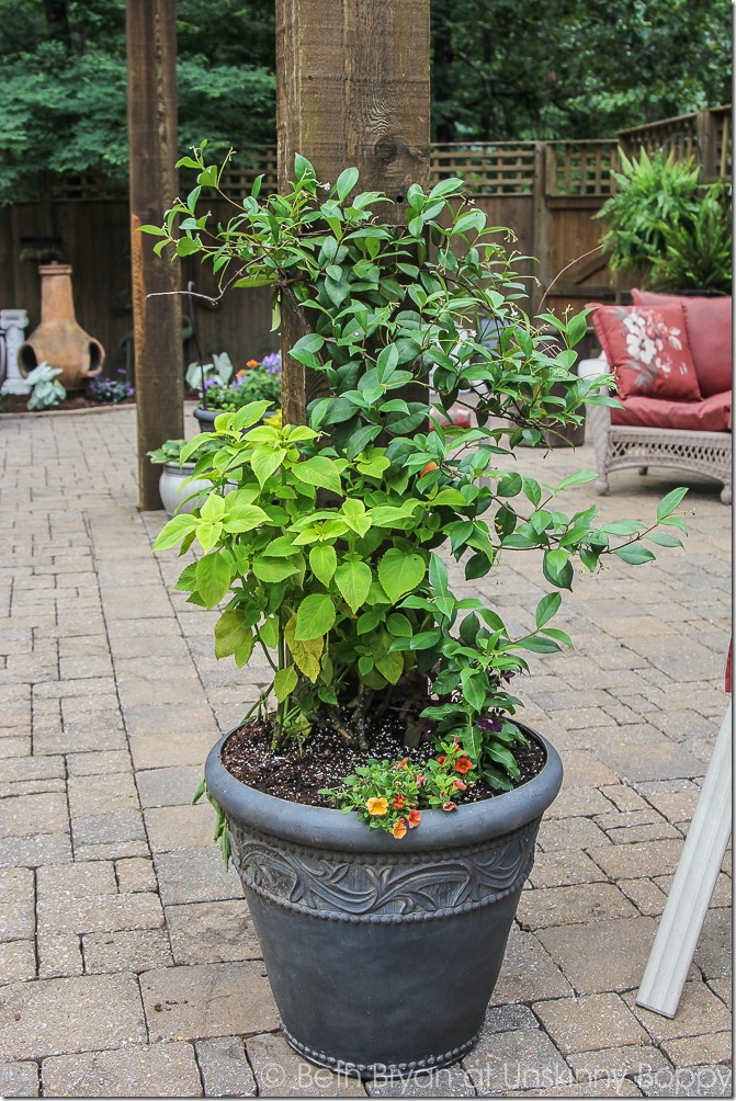 Pretty planters in the courtyard-8