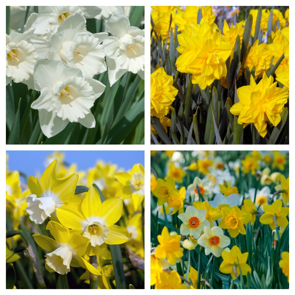 Colorblend Daffodil bulb review