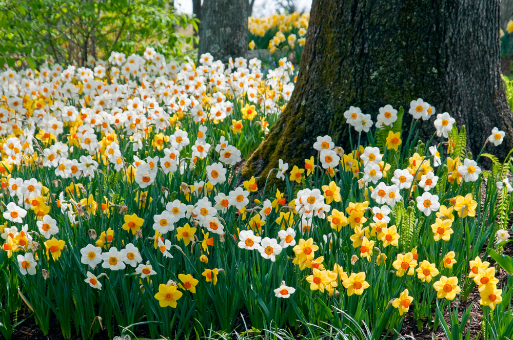 Daffodil Blend Sunshine Boys - Colorblends.com