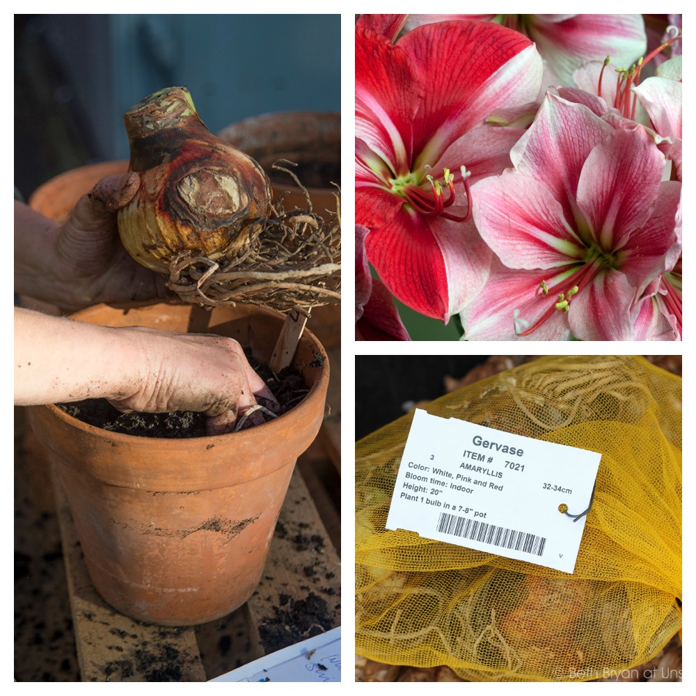 Gervase Amaryllis bulbs