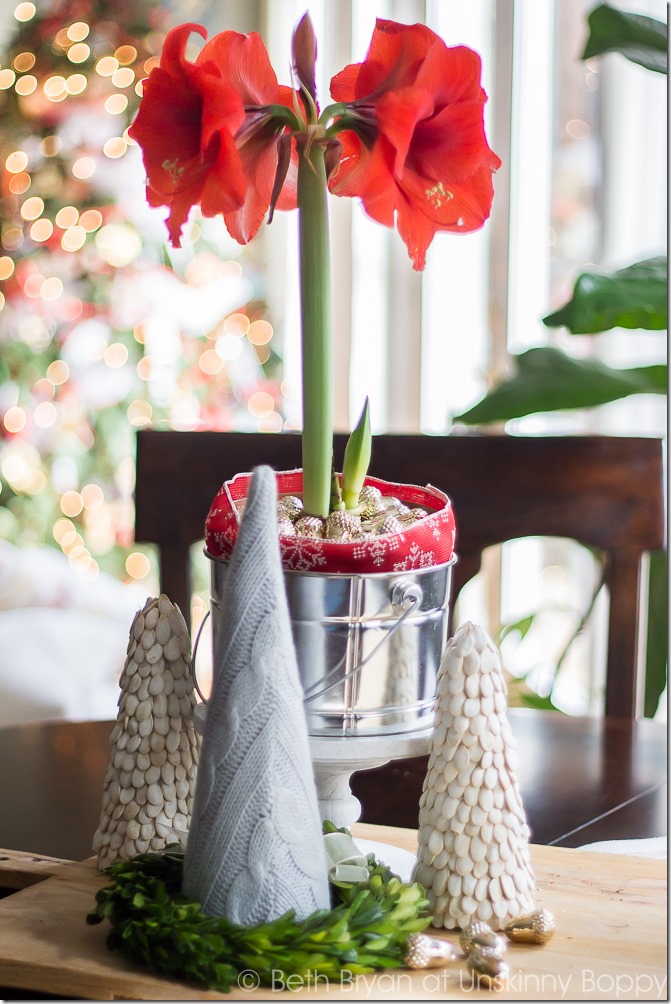 Amaryllis in full bloom in front of Christmas tree