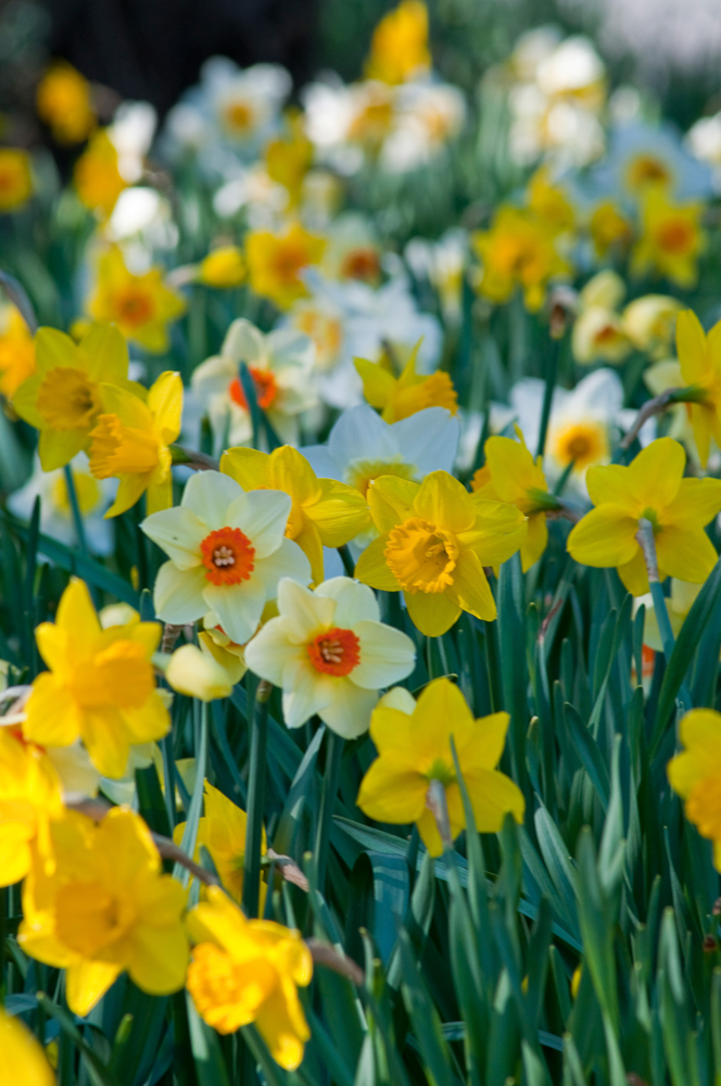 Daffodil Blend Spring Loaded - Colorblends.com