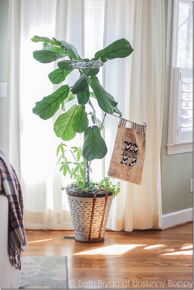 Fiddle leaf fig in an olive bucket