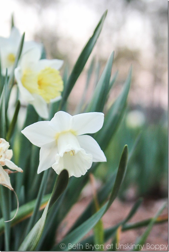 Colorblends daffodils | Cozy Spring Home Tour | www.unskinnyboppy.com