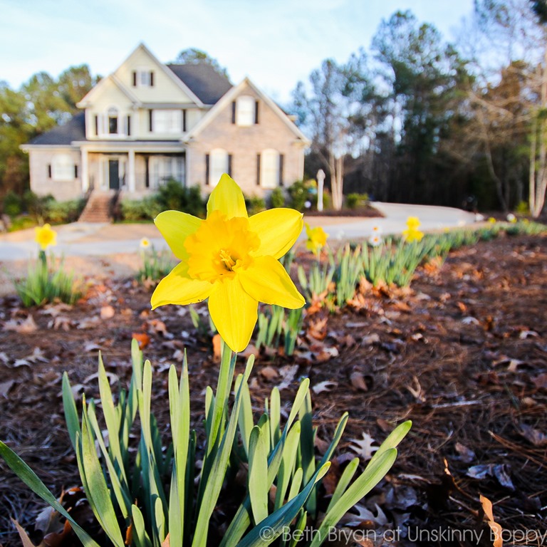 Daffodil-in-the-spring.jpg