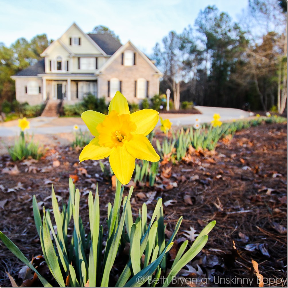 Colorblends daffodils | Cozy Spring Home Tour | www.unskinnyboppy.com