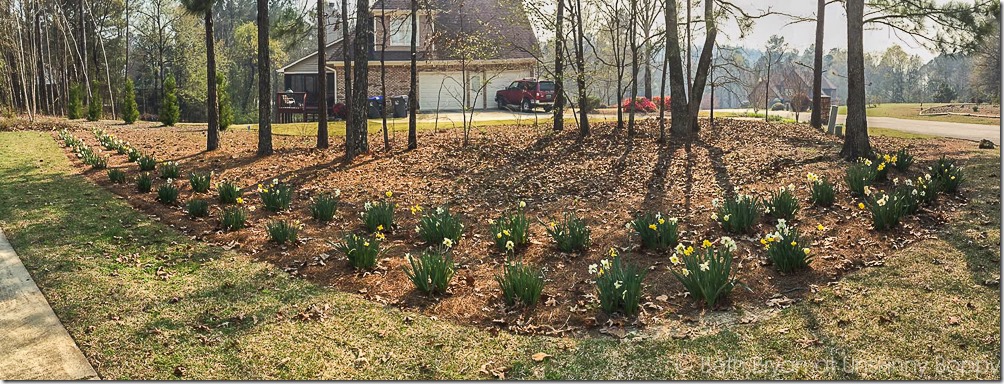 Colorblends daffodils | Cozy Spring Home Tour | www.unskinnyboppy.com